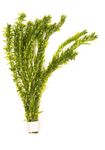 Lincolnshire Pond Plants Ltd - 5 x Oxygenating Weed Live Pond Plant ELODEA DENSA - Also Aquarium Aquatic Plants (Weighted)