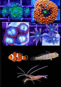 Beginner Pack (Coral, Fish, Shrimp) Live Saltwater Aquarium