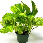 Golden Pothos Plant Live in 4" Pot - Pothos Live Plant - Natural Air Purifier Indoor House Plant - Live Pothos Plant for Home Office Wedding Decor & Birthday Gift