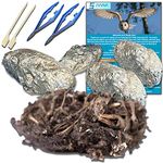 Amazing Owl Pellet Dissection Kit – 6-Piece Owl Pellet Set for Science Lab Projects – w/Tweezers, Magnifying Glass and Wooden Probes – Ideal for Fun Science Projects – Barn Owl eBook Included