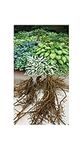 GARTHWAITE NURSERIES® : - UK Stockist : - 6 Hosta Pot Luck Plantain Lily Mixed Varieties Bare Root Perennial Plant Grade 1