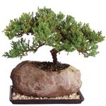 Brussel's Green Mound Juniper Bonsai in Rock Pot - Small (Outdoor) with Humidity Tray & Deco Rock