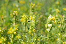 Just Seed British Wild Flower - Yellow Rattle - Rhinanthus minor - 500g Seed - Bulk