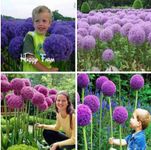 TTmart store 11.11mix colors 100 pcs Giant Allium Giganteum seeds purple Allium organic gorgeous flower for garden decoration gift for kid