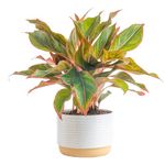 Costa Farms Aglaonema Live Indoor Plant, 14-Inches Tall, Ships in White-Natural Décor Planter, Gift, Red, Green