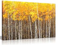 Yellow Grey Aspen Trees Forest Nature Oil Painting Canvas Wall Art Picture Print (30x20)