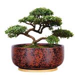 8-Inch Round Terracotta Planters Bonsai Plant Pot with Bamboo Tray,Black