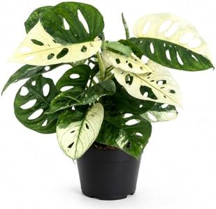 Monstera Albo Live Plant, Variegated Adansonii Swiss Cheese 4 Inch