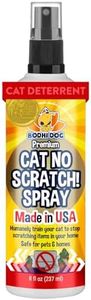 Bodhi Cat