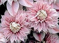 50 Double Light Pink Clematis Seeds