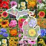 Eden Brothers Michigan Wildflower Mixed Seeds for Planting, 1/4 lb, 120,000+ Seeds with Cornflower, Sweet William, Cosmos | Attracts Pollinators, Plant in Spring or Fall, Zones 3, 4, 5, 6, 7, 8, 9, 10