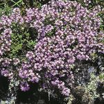 Outsidepride 10000 Seeds Perennial Creeping Mother of Thyme Ground Cover Seeds for Planting