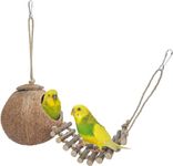 Bird Hides Coconut Nest with Wood L