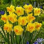 Narcissus 'Jack The Lad'. Approx 3 Bulbs Potted in a 2L Pot. Double, Yellow Daffodil Flowers. Available from Bedwen Plants