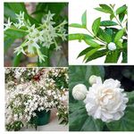 Jasmine combo 4 Plant/Mogra Plant/Night Bloom Plant/Chameli Plant/Chandni Plant/Live plant/Outdoor Garden Plant/Balcony/Trace/Pack of 4 Live Plant