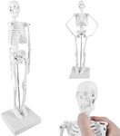 TOATELU Human Anatomy Skeleton: 17.7 Inches (45 cm) Mini Human Skeleton Model for Anatomy and Movable Arms and Legs on Plastic Base, Anatomy Model Easy to Carry and for Study