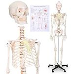 Wenqik Human Skeleton Model for Ana