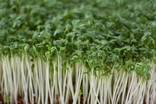 JustSeed - Vegetable - Cress - Common Plain - 20,000 Seeds -Approx 60g