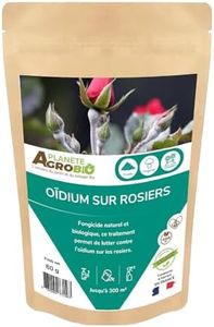 Traitement bio oïdium sur rosiers