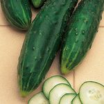 Suttons Cucumber Seeds - F1 Burpless Tasty Green, Vegetable Seed, approx. 20 Seeds per pack, Grow your own, Ideal for Containers and Greenhouses