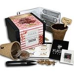 Japanese Maple Bonsai Tree Growing Kit