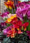 Gebdinsh Garden® Imported Calla Lily Flower Plants Bulbs For Outdoor Gardening (Pack Of 5 Bulbs)