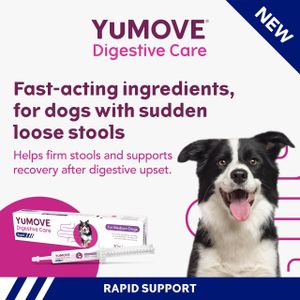 YuMOVE Digestive Care Dog Paste, 30ml – Probiotic Supplement