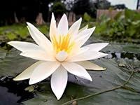 Hairy White Water Lily (Nymphaea pu