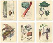 Ink Inc. Botanical Prints Wall Art - Vegetables Edible Kitchen Art - Set of 6 8x10 Inch - Unframed