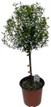 Myrtle Tree Plant Live in 5 Inch Pot - Live Indoor House Plants for Home Office Wedding Decorations & Birthday Gift