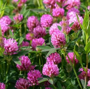 RED Clover