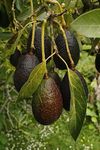 GreenWorld Special Fuertes Variety Avocado Plant (GRAFTED) Hybrid Healthy Live Plant,''Fruit After 1 Year''