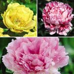 Marbled Flower Peony Collection - Fragrant Rose-Scented Blooms, 'Candy Stripe,' 'Garden Treasure,' 'Eden's Perfume - Hardy Perennial - Flowering Garden - 3X Bareroots by Thompson and Morgan