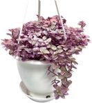 Live Succulents 4.5 Inch Pink Lady Callisia Repens with Hanging Basket - Turtle Vine Succulents Plants Live - Fully Rooted Easy to Grow Houseplants for Home Office Wedding Decor & Gift