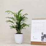 CAPPL Mini Areca Palm | Butterfly Palm | Bamboo Palm with Plastic Pot