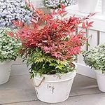 Nandina Domestica 'Obsessed' - Evergreen Creamy-Pink Plant in 17cm Pot 40cm Tall