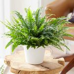 1 x Nephrolepis Boston Fern | Premium Indoor Plant | Houseplant for Sale | 25-35cm (Incl. Pot)