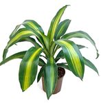 The Four Seasons Dracaena Fragrans Massangeana Natural Live Plant in Pot