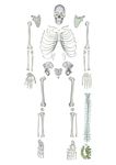 ZX TeachingNest Human Skeleton Disarticulated with Intervertebral Discs(Set of 201 pcs.) PVC plastic | Bone Set for Medical Students | Superior Quality for MBBS Study