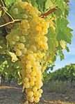 Florona Exotic Grape Plant 'Himrod' Seedless White Grape plant 1 Healthy Vine Cutting Plant on Poly Bag