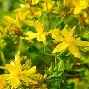 Outsidepride 1000 Seeds Perennial Hypericum Perforatum St. John's Wort Yellow Flower Seeds for Planting