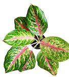 The Four Seasons Aglaonema Cleopatra Variegated Rare Natural Live Plant in Pot