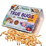 PISCES True Bugs Live Larvae MEALWORMS, 600 pcs, High Protien Treat Food With Natural Supplement For All Life Stages Aquarium Fishe Like Arowana, Flowerhorn, Oscar, Birds, Reptile, Monkey & Other Pet