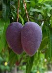 Indonesia Black Stone Mango Fruit Live Plants Grafted Original Variety