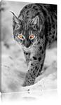 Pixxprint vigilant lynx in snow white/black Deluxe Size: 60x40 cm on canvas, huge XXL Pictures completely framed with stretcher, art print on mural with frame