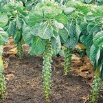 VibeX Annual Brussels Sprouts Seeds -250 Seeds