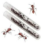 Insect Lore Two Tubes of Live Harve