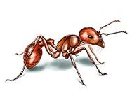 30 Plus Live Desert Harvester Ants 