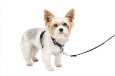 PetSafe 3in1 Harness, from the Makers of the Easy Walk Harness, Fully Adjustable No-Pull Dog Harness, Black, Extra Small