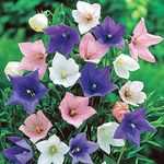 SeedsUA: Balloonflower Platycodon Bells Mix Perennial Flower for Planting